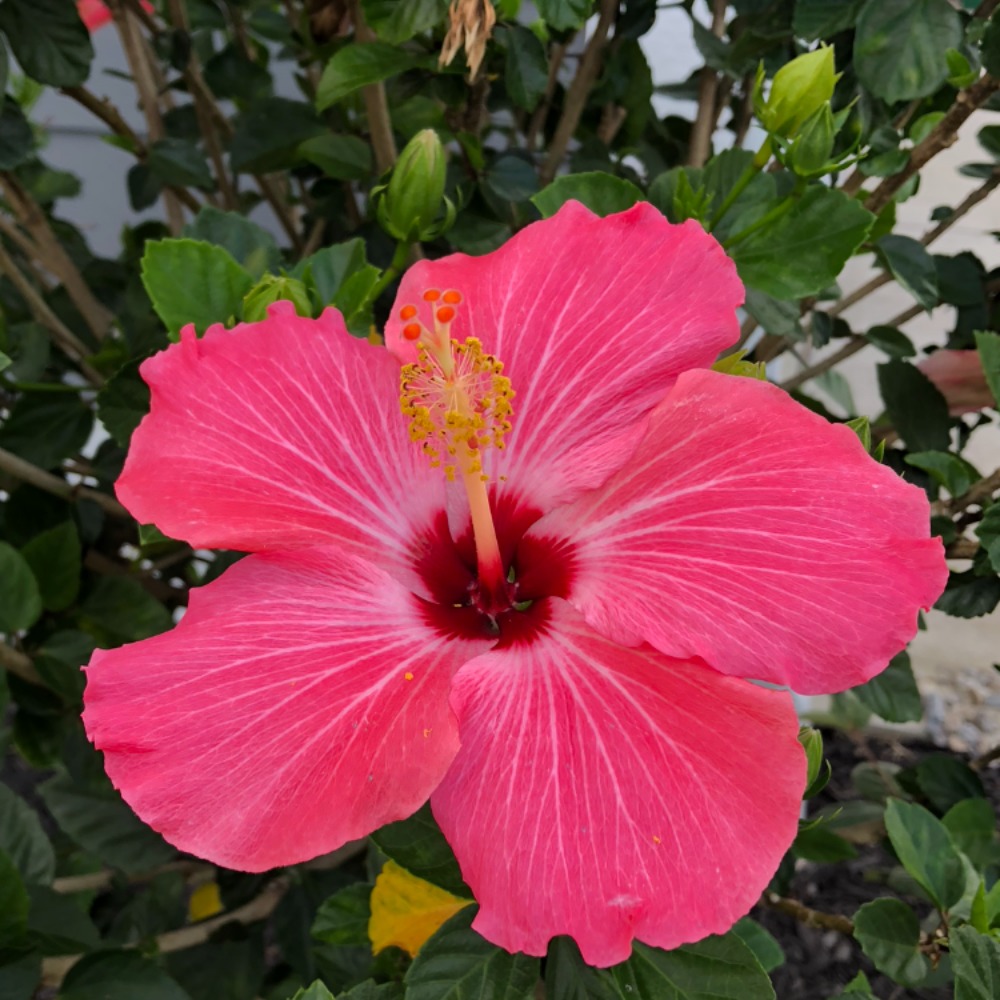 Meet your Posher, Kimi